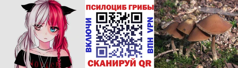 наркота  Саяногорск  Псилоцибиновые грибы мицелий 